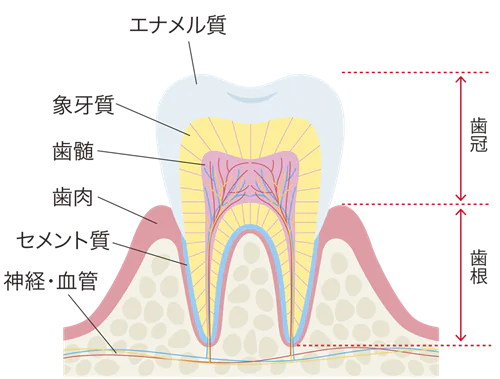 歯に栄養を届ける